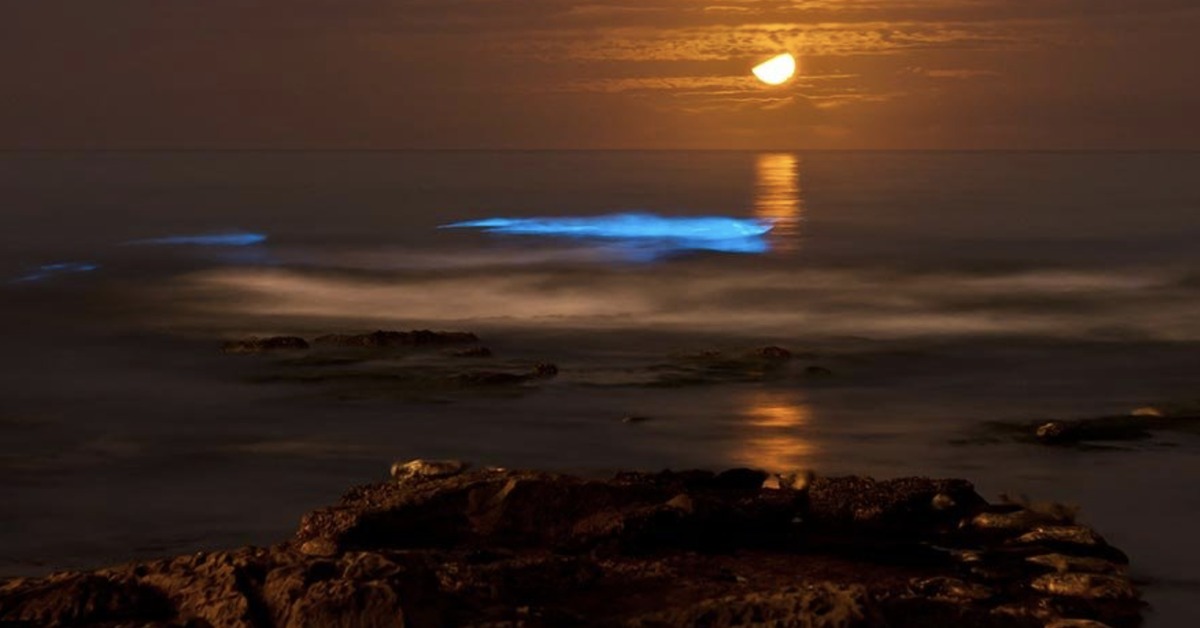 Bioluminescence — plankton glowing blue along the shore at night